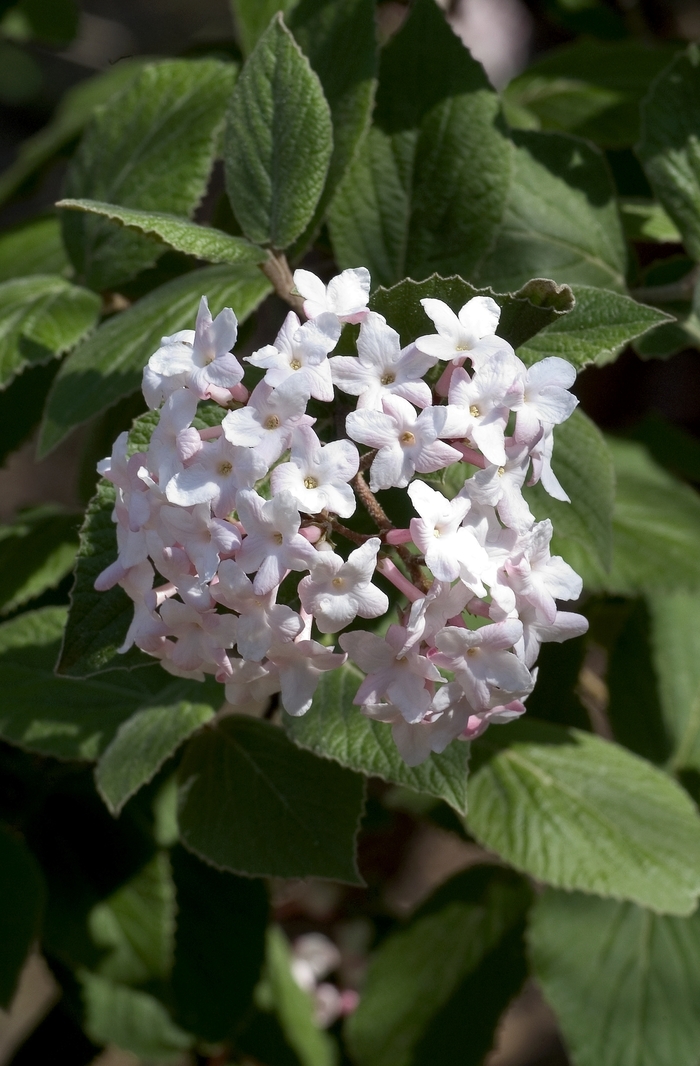 Koreanspice Viburnum - Viburnum carlesii from 5 Acres NH