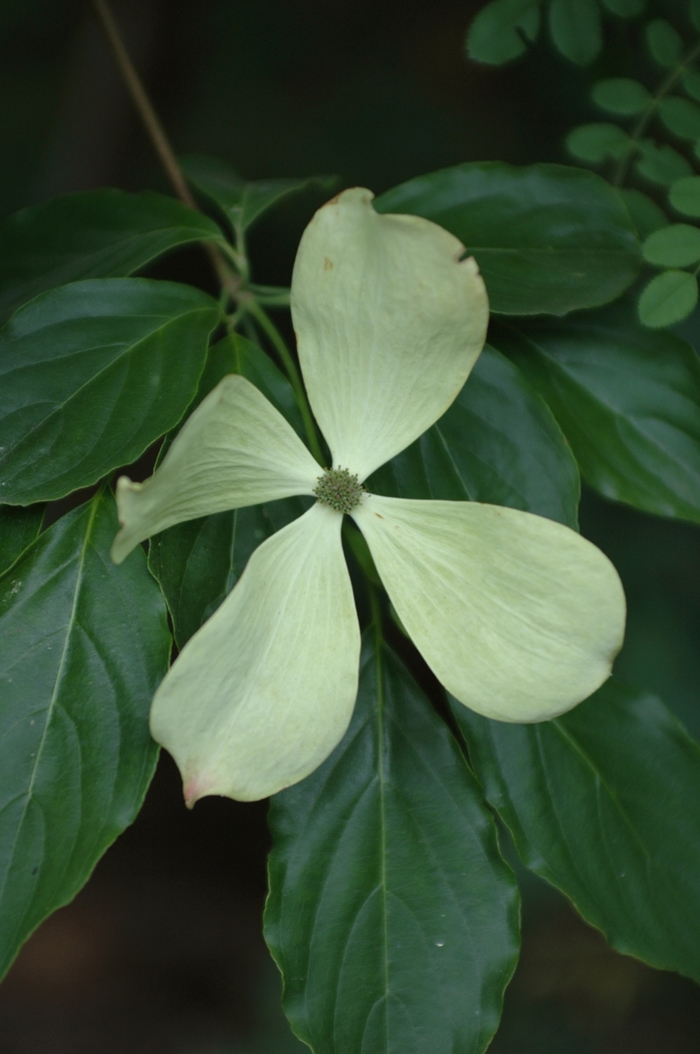 Constellation&reg; Dogwood - Cornus from 5 Acres NH