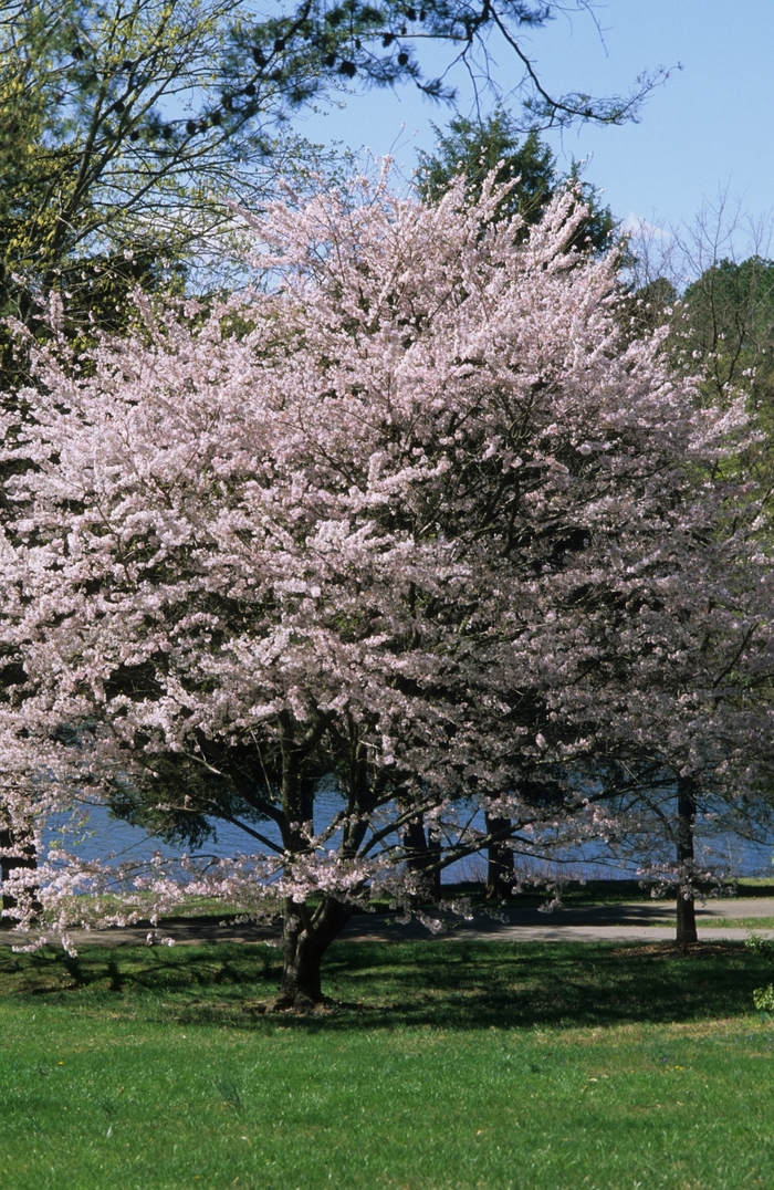 Yoshino Cherry - Prunus x yedoensis from 5 Acres NH