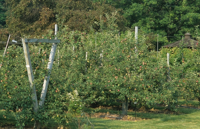 'Empire' Apple - Malus domestica from 5 Acres NH