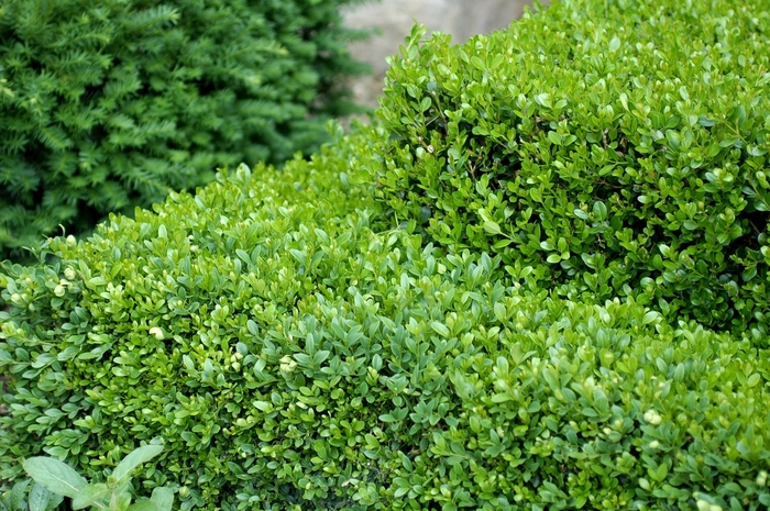 'Green Gem' Boxwood - Buxus from 5 Acres NH