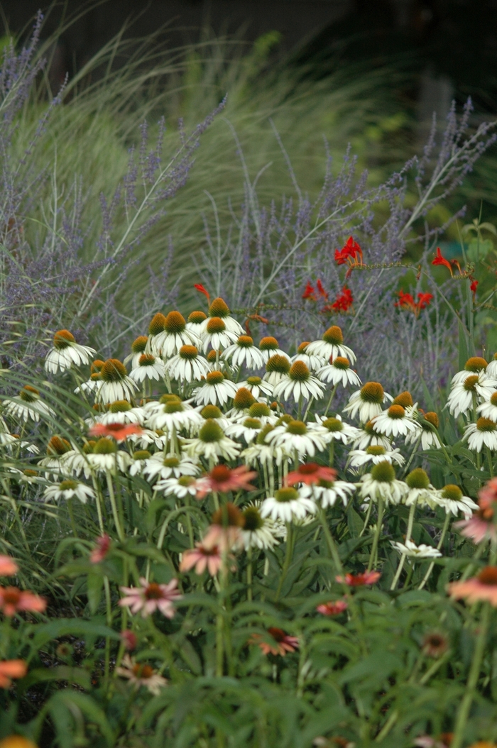 'White Swan' Coneflower - Echinacea purpurea from 5 Acres NH