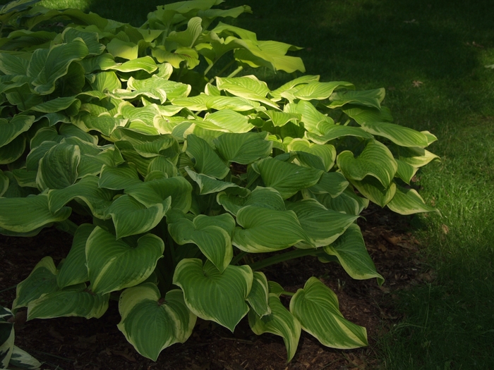 'Fragrant Bouquet' Hosta, Plantain Lily - Hosta from 5 Acres NH