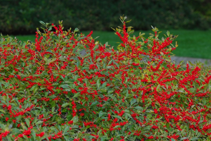 'Red Sprite' Winterberry - Ilex verticillata from 5 Acres NH
