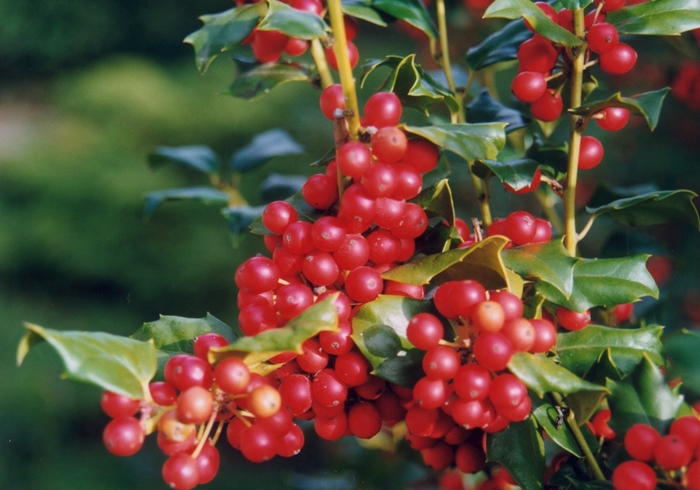 'China Girl&reg;' Holly - Ilex x meserveae from 5 Acres NH