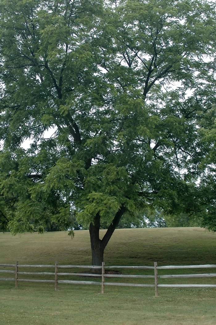 Eastern Black Walnut - Juglans nigra from 5 Acres NH