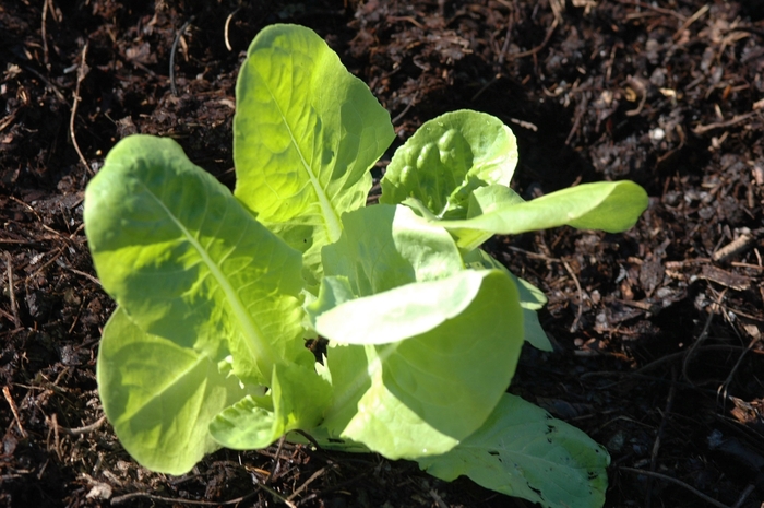 'Buttercrunch' Lettuce - Lactuca sativa from 5 Acres NH