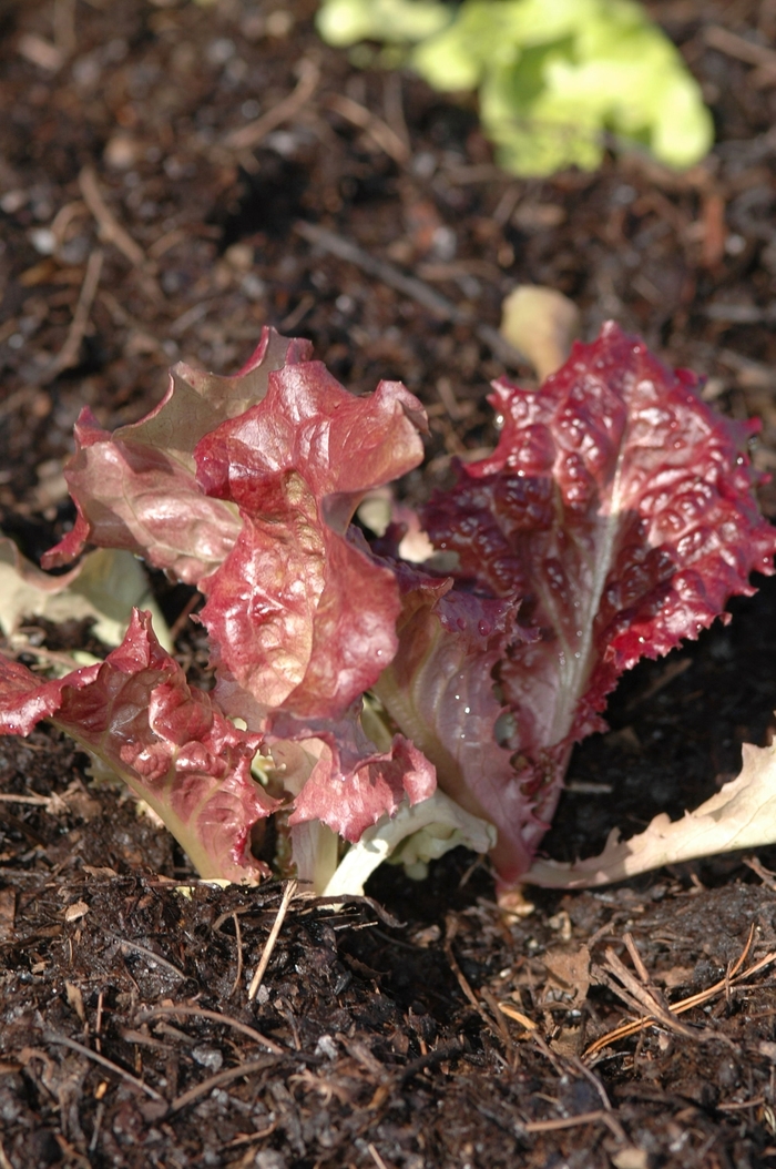 'New Red Fire' New Red Fire Lettuce - Lactuca sativa from 5 Acres NH