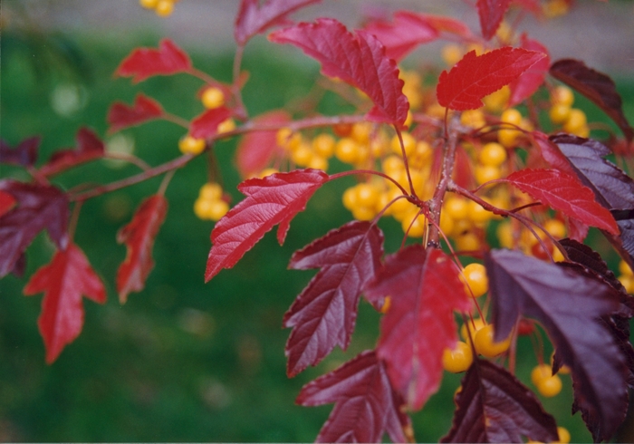 'Golden Raindrops&reg;' Crabapple - Malus from 5 Acres NH