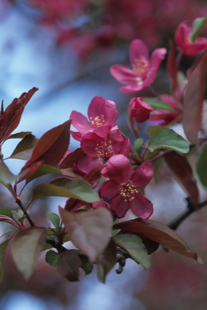'Radiant' Crabapple - Malus from 5 Acres NH