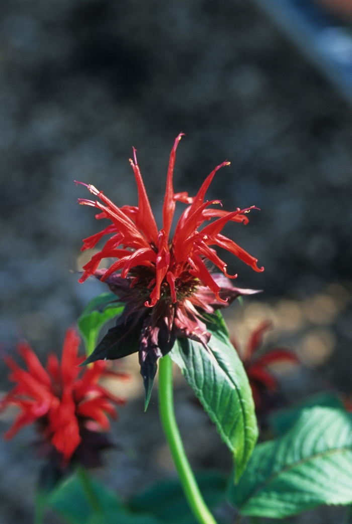 'Jacob Cline' Beebalm - Monarda from 5 Acres NH