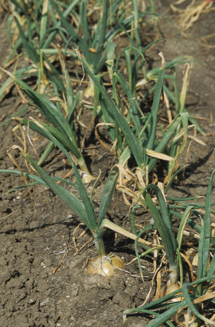 'Candy' Onion - Allium cepa from 5 Acres NH