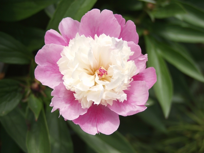'Sorbet' Peony - Paeonia lactiflora from 5 Acres NH