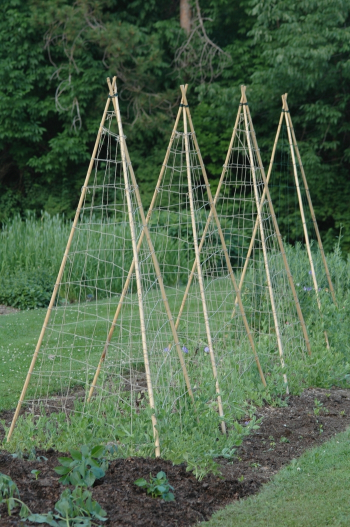 Garden Pea - Pisum sativum from 5 Acres NH
