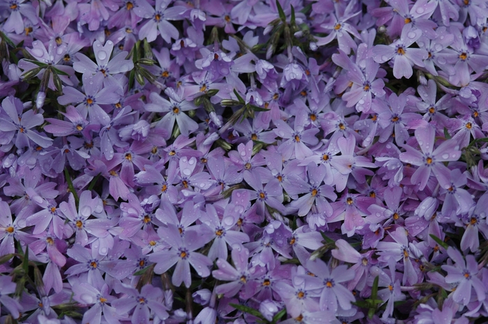 'Emerald Blue' Creeping Phlox - Phlox subulata from 5 Acres NH