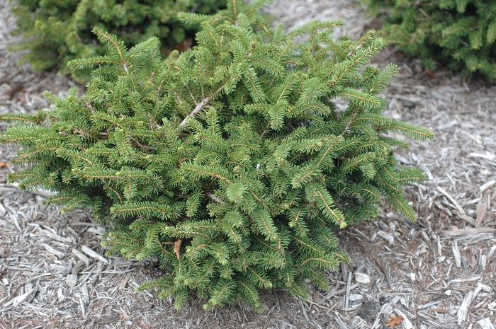 'Nidiformis' Bird's Nest Spruce - Picea abies from 5 Acres NH