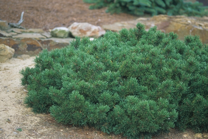 Dwarf Mountain Pine - Pinus mugo var. pumilio from 5 Acres NH