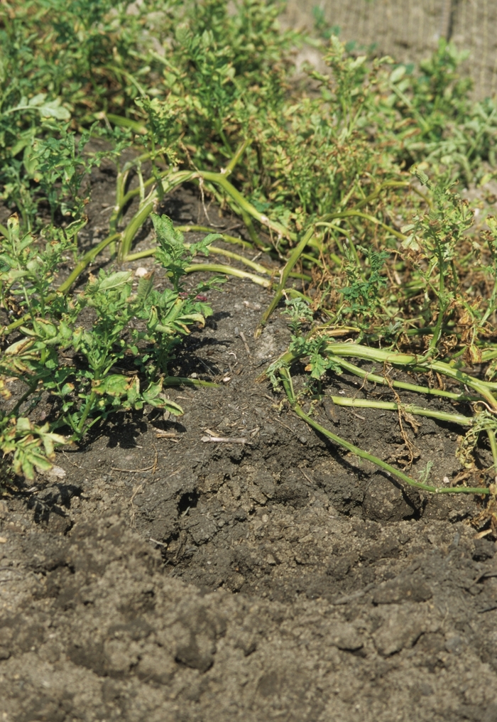 'Yukon Gold' Seed Potato - Solanum tuberosum from 5 Acres NH