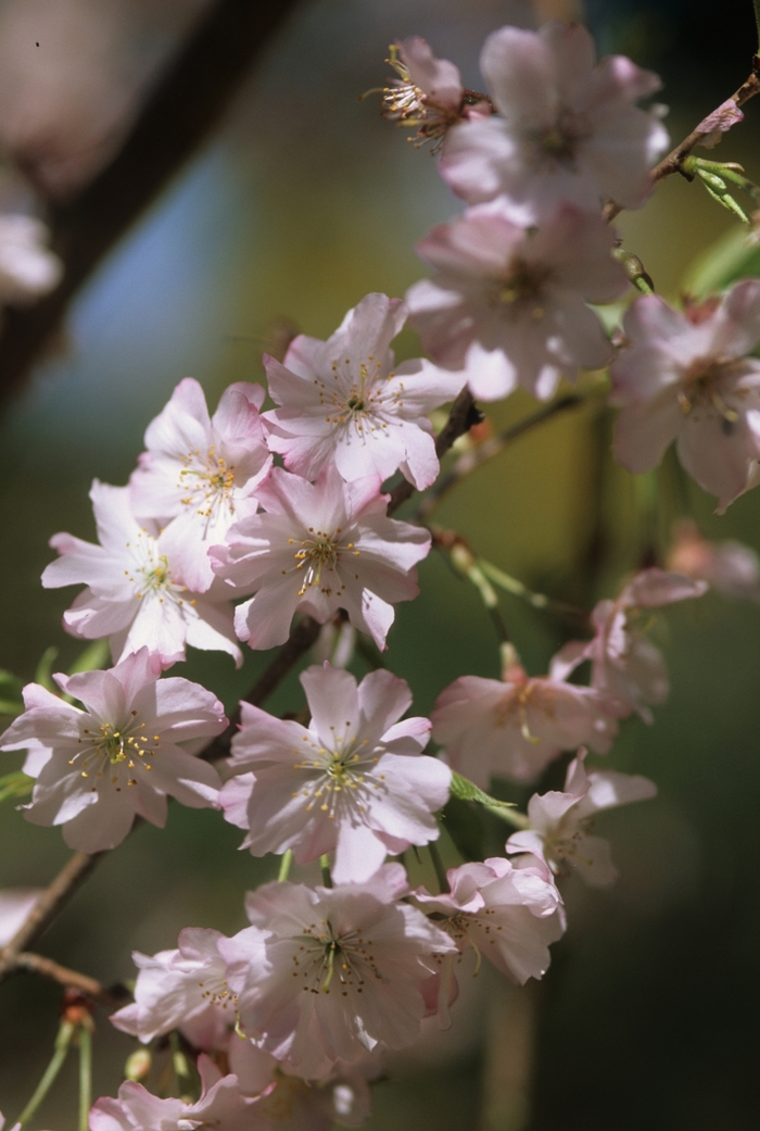 Weeping Cherry - Prunus subhirtella var. autumnalis from 5 Acres NH