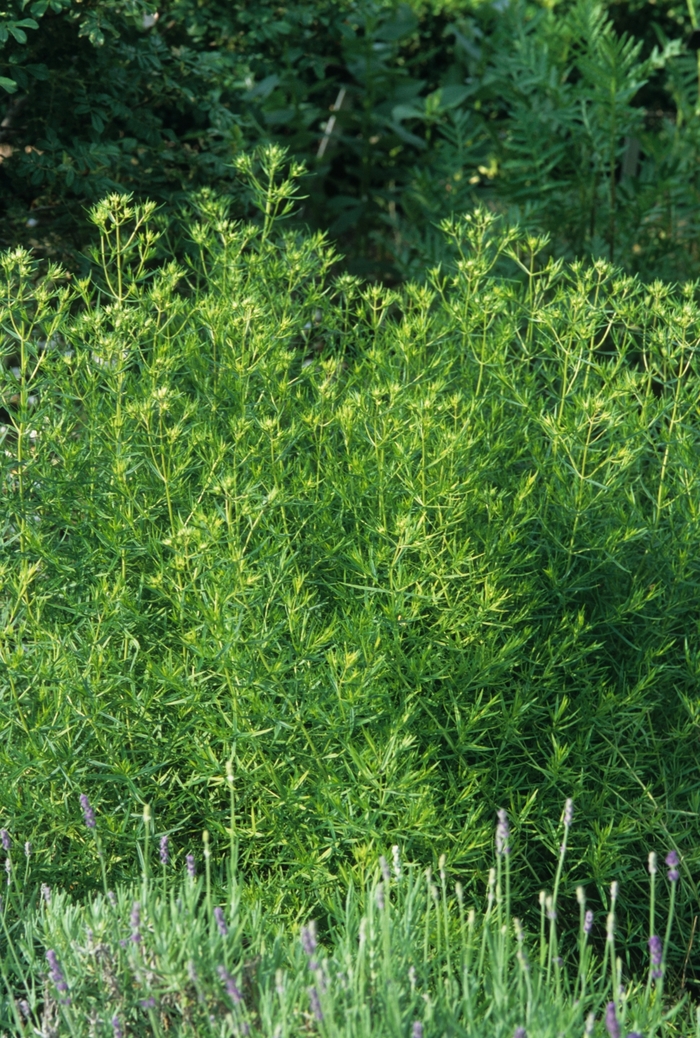 Mountain Mint - Pycnanthemum tenuifolium from 5 Acres NH