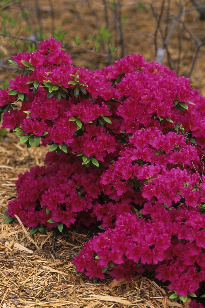 'Girard's Fuchsia' Azalea - Rhododendron Girard hybrid from 5 Acres NH