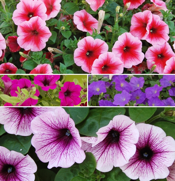 Assorted Petunia - Petunia from 5 Acres NH