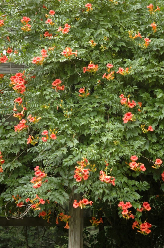 Trumpet Creeper - Campsis radicans from 5 Acres NH