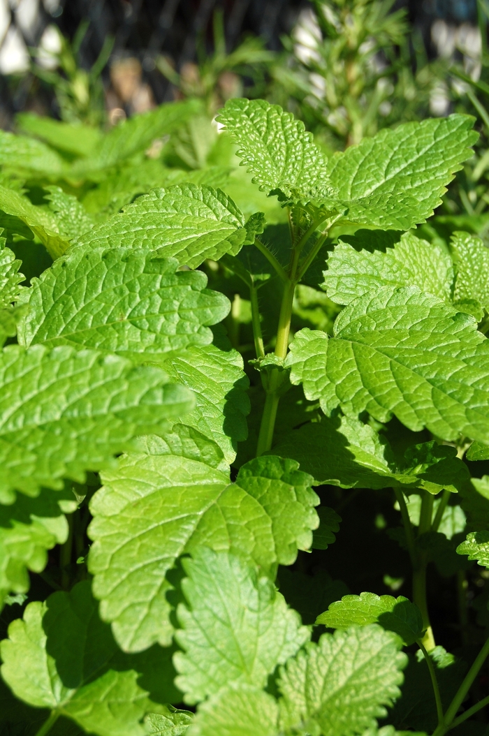 Lemon balm - Melissa officinalis from 5 Acres NH