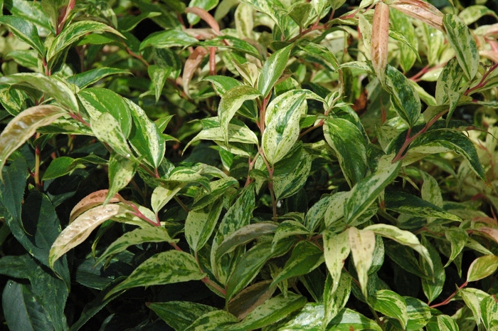 'Girard's Rainbow' - Leucothoe fontanesiana from 5 Acres NH