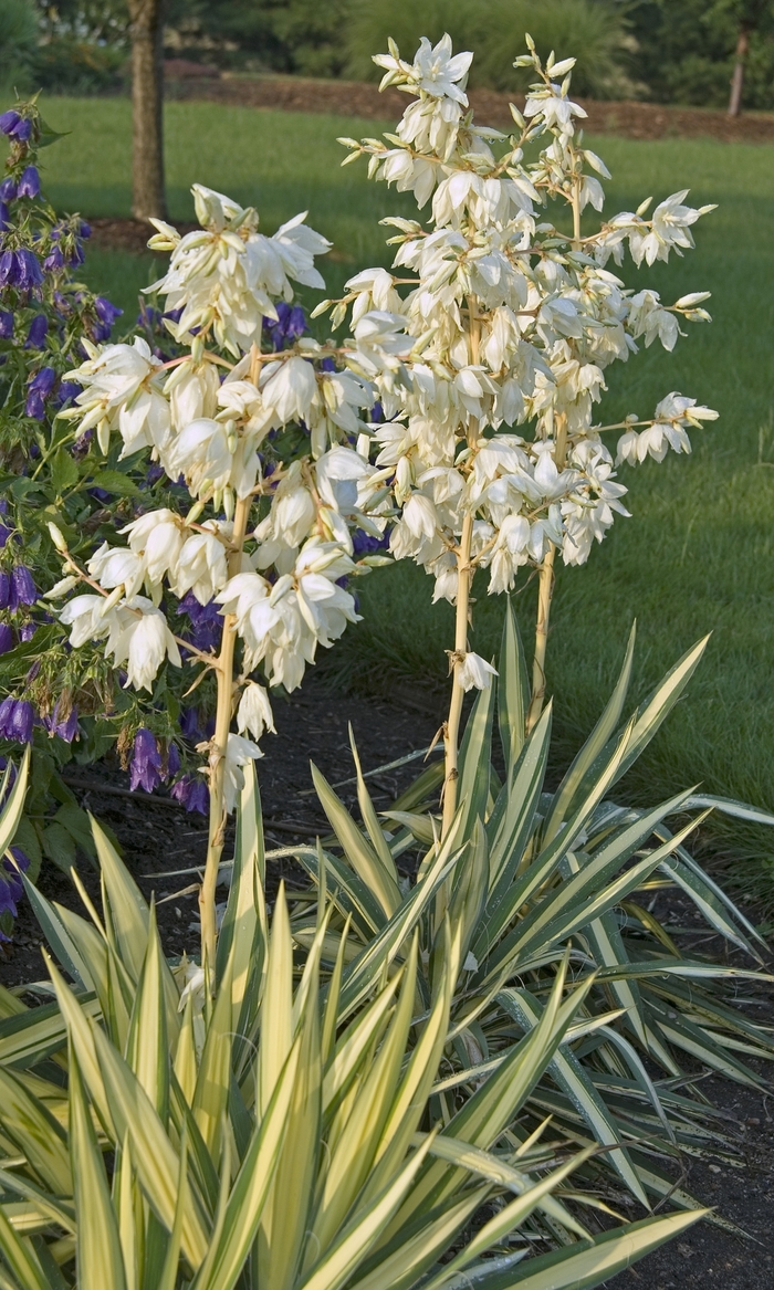 ''Color Guard'' Adam''s Needle - Yucca filamentosa from 5 Acres NH