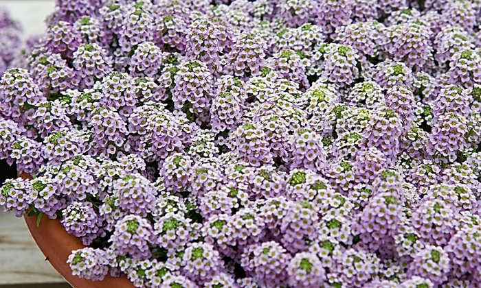 'Wonderland&trade; Lavender' Alyssum - Lobularia maritima from 5 Acres NH
