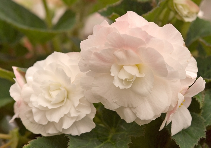 Nonstop&reg; 'Appleblossom' - Begonia x tuberhybrida (Tuberous Begonia) from 5 Acres NH