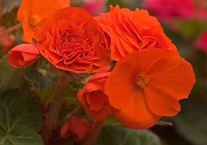 Nonstop&reg; 'Golden Orange' - Begonia x tuberhybrida (Tuberous Begonia) from 5 Acres NH