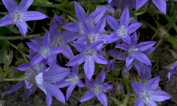 'Blue Waterfall&trade;' Serbian Bellflower - Campanula poscharskyana from 5 Acres NH