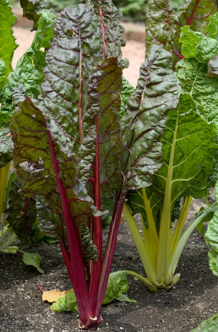 'Bright Lights' Swiss Chard - Beta vulgaris var cicla from 5 Acres NH