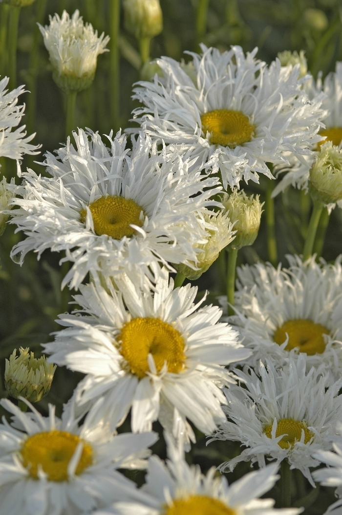 'Crazy Daisy' Shasta Daisy - Leucanthemum x superbum from 5 Acres NH