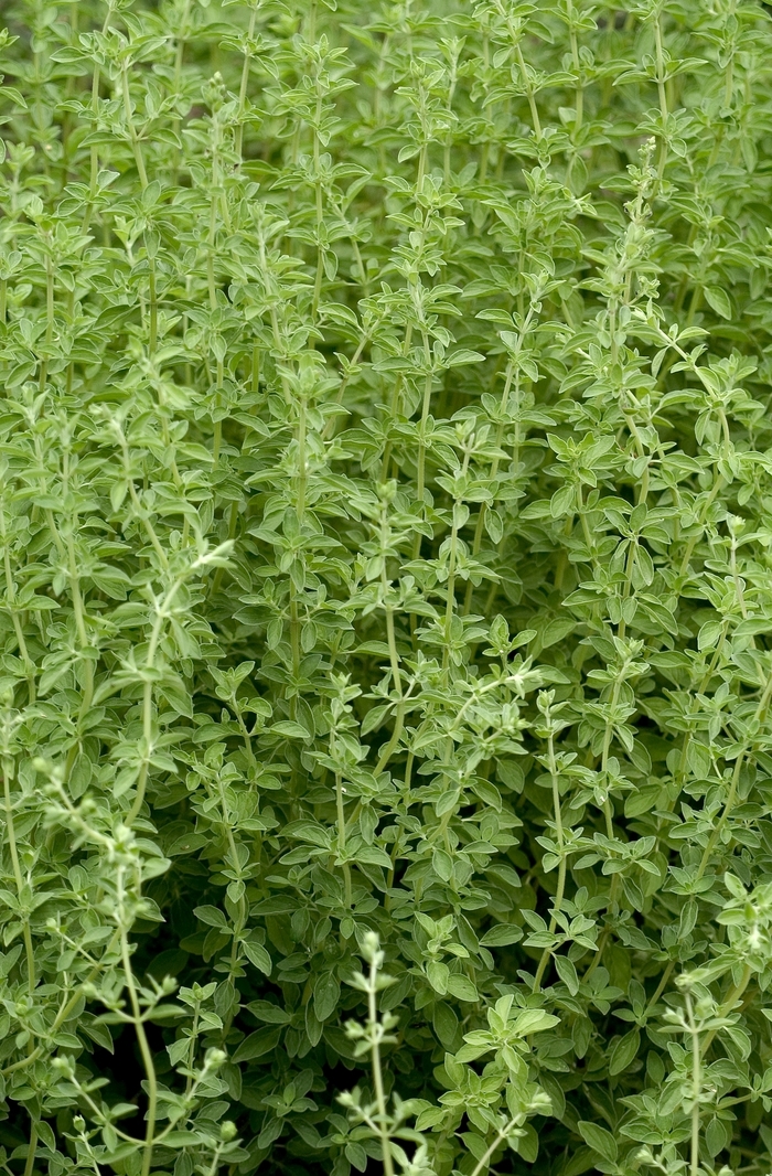 Sweet Marjoram - Origanum majorana from 5 Acres NH