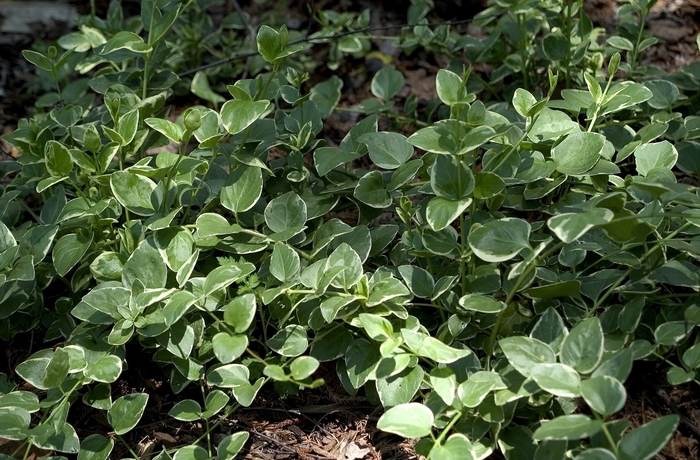 'Variegata' - Vinca major from 5 Acres NH