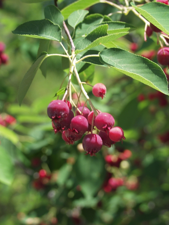 'Autumn Brilliance&trade;' Serviceberry - Amelanchier x grandiflora from 5 Acres NH