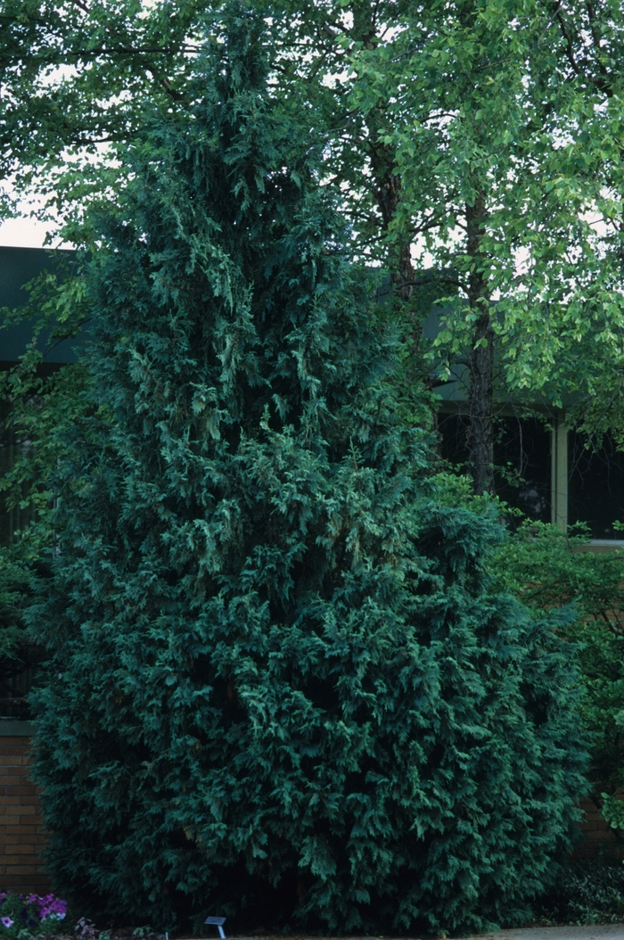 'Gracilis' Hinoki Falsecypress - Chamaecyparis obtusa from 5 Acres NH