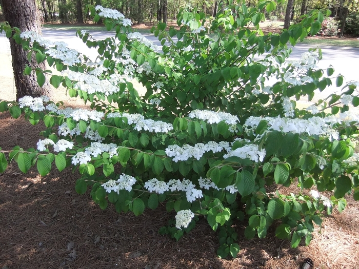 'Shasta' Doublefile Viburnum - Viburnum plicatum f. tomentosum from 5 Acres NH