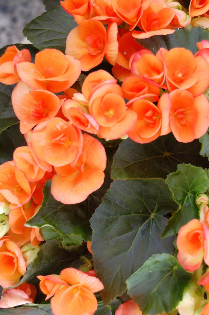 'Amstel Dark Britt' Rieger Begonia - Begonia x hiemalis from 5 Acres NH