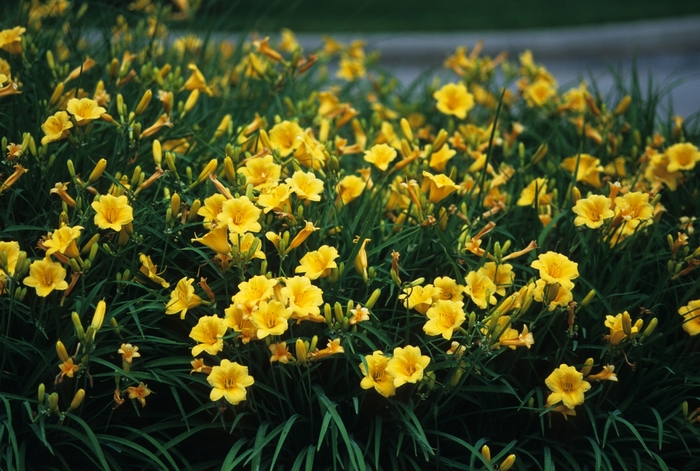 'Stella d' Oro' - Hemerocallis (Daylily) from 5 Acres NH