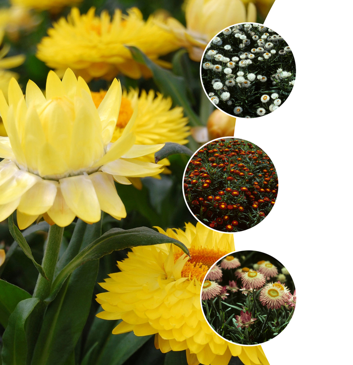 'Multiple Varieties' Strawflower - Bracteantha bracteata from 5 Acres NH