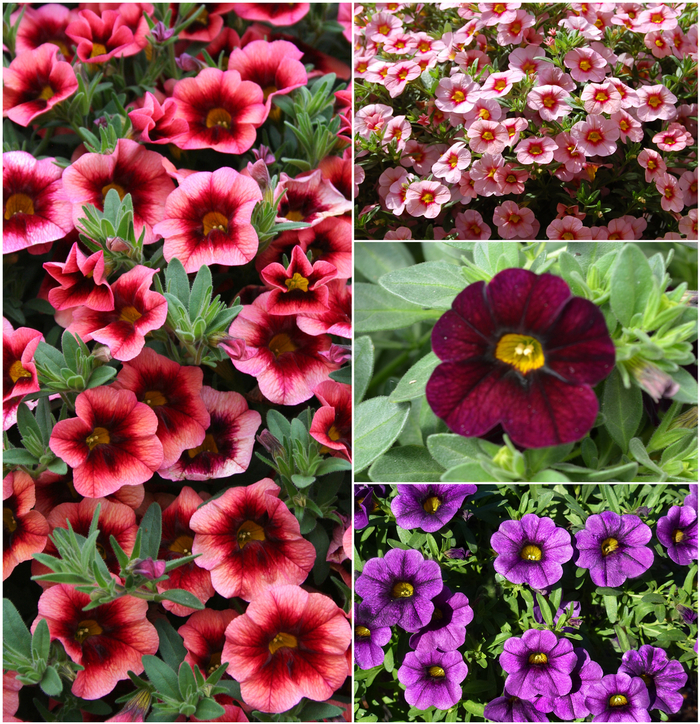 'Multiple Varieties' Assorted, Million Bells - Calibrachoa from 5 Acres NH