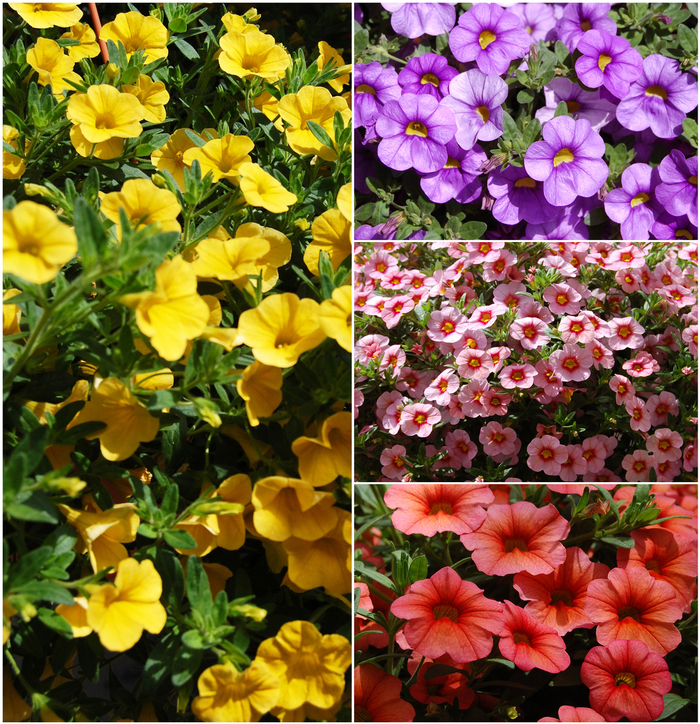 Aloha 'Multiple Varieties' - Calibrachoa (Assorted, Calibrachoa) from 5 Acres NH