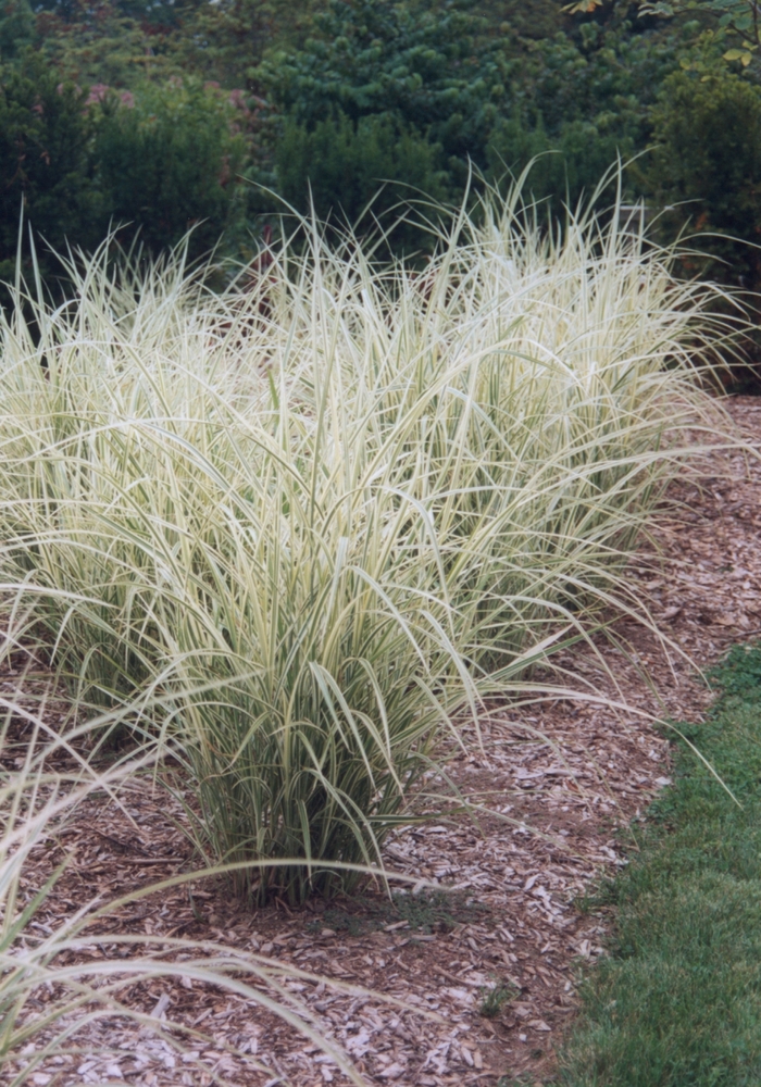 'Variegatus' Maiden Grass - Miscanthus sinensis from 5 Acres NH
