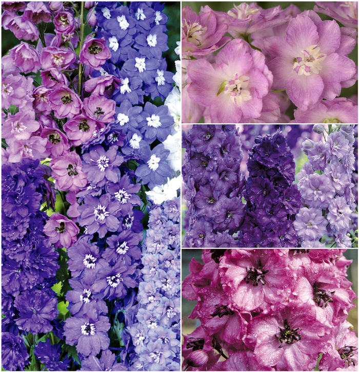 Multiple Varieties - Delphinium from 5 Acres NH