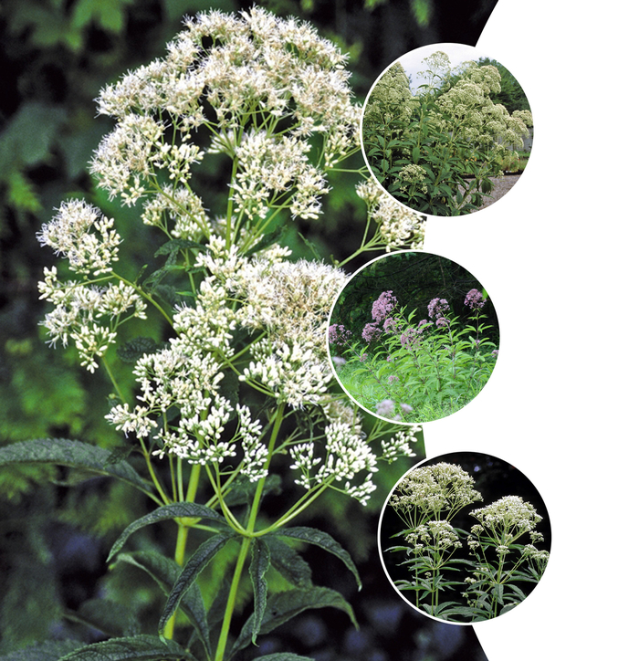 'Multiple Varieties' Joe-Pye - Eupatorium from 5 Acres NH