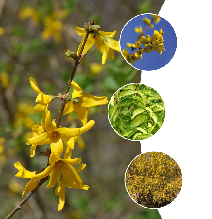 Forsythia Multiple Varieties - Forsythia from 5 Acres NH